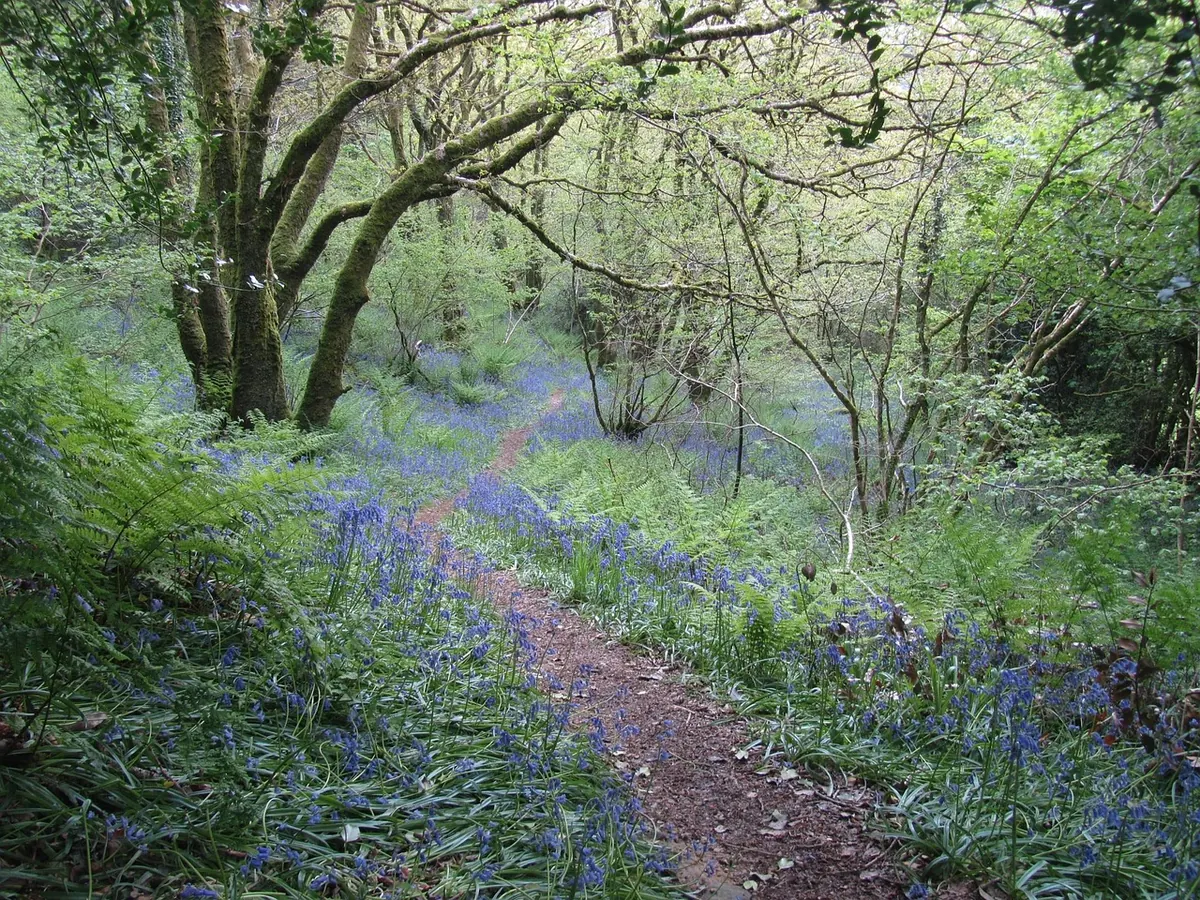 Badger Setts in British Woodlands: A Local Guide to Legal Protection and Planning