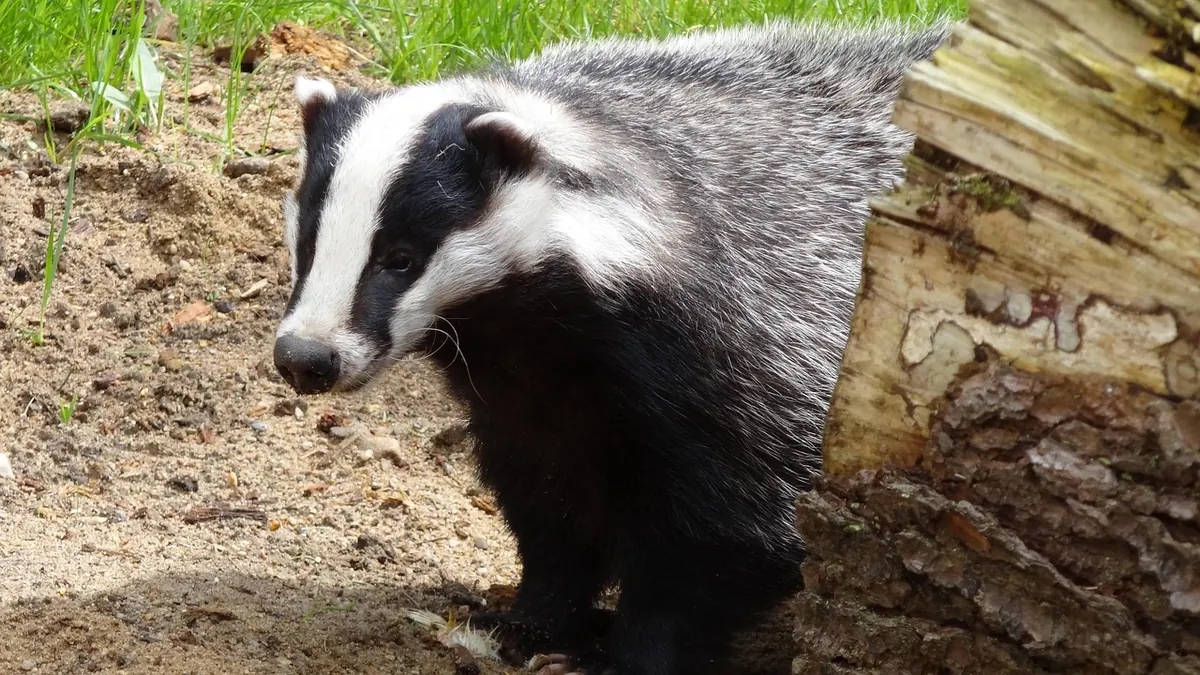Badger Watching for Beginners: How to Observe Badgers Responsibly in the UK