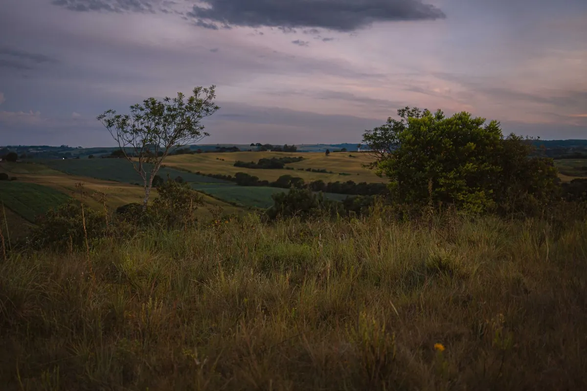 How to Photograph Badgers Ethically at Dusk: Settings, Lighting and Fieldcraft
