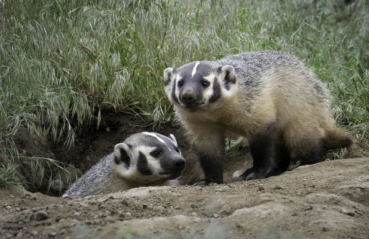 Spring Badger Activity: What to Watch For Without Disturbing Setts